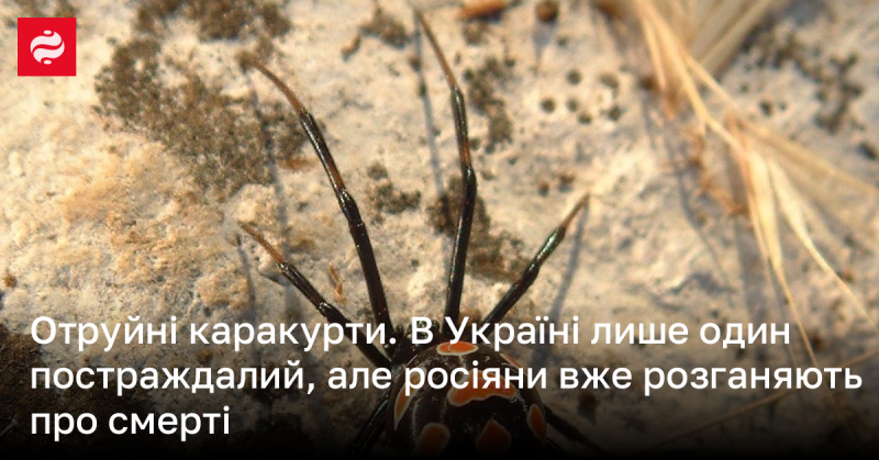 Отруйні каракурти в Україні: лише один постраждалий, але російські ЗМІ вже поширюють інформацію про смертельні випадки.